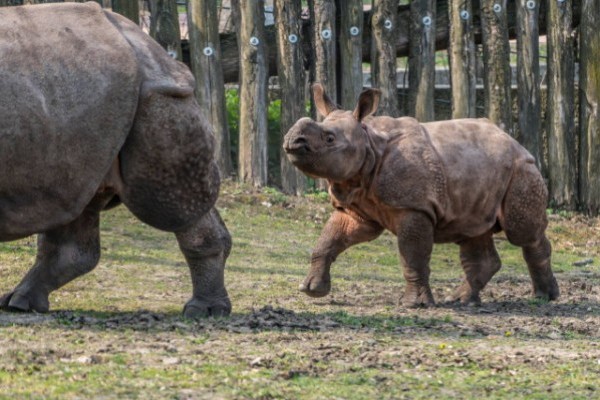 Már látható a külső kifutóban is az ország egyetlen indiai orrszarvú bébije