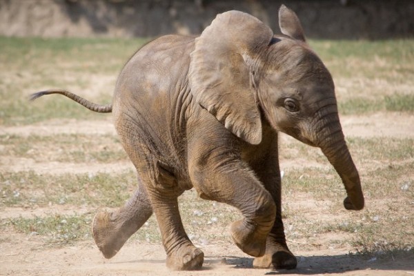 Adj nevet a kis afrikai elefántnak!