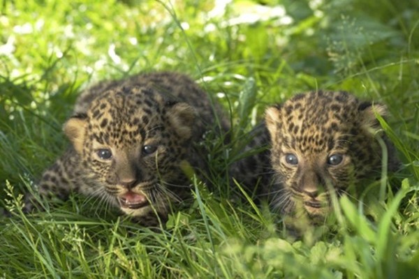 Családi örömök érték Állatparkunk afrikai leopárd párját!