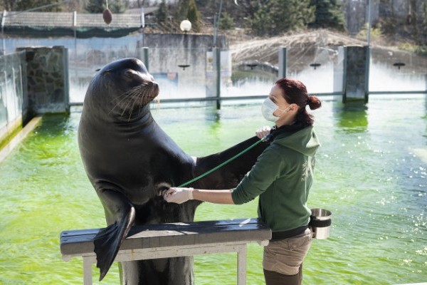 SóstóZoo will be CLOSED FOR THE PUBLIC  from the 11th of November until further notice.