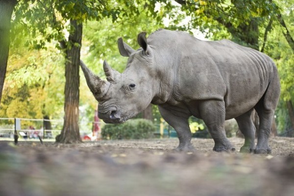 Az orrszarvúk világnapja