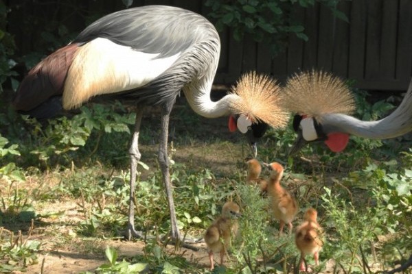 Koronásdaru fiókák az Állatparkban!