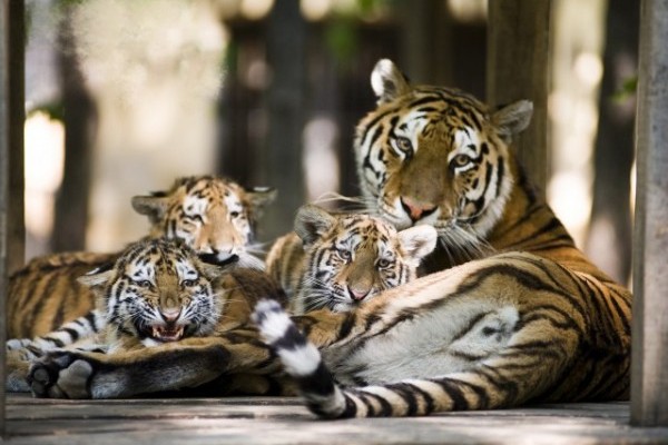 A látogatók szavazatai alapján a szibériai tigrisek lettek Állatparkunk sztárcsemetéi! 