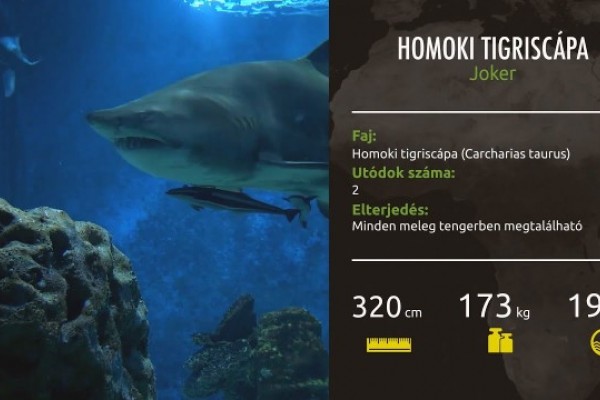 Zoo TV at the Nyíregyháza Zoo .