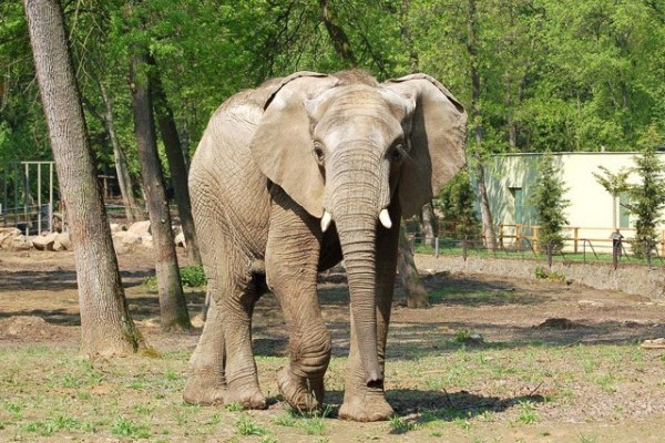 Afrikai elefánt a Nyíregyházi Állatparkban!