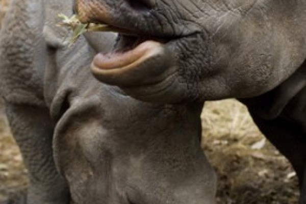 Nepálhoz játszótárs érkezett!