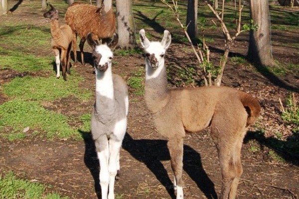 Láma csikók születtek a Nyíregyházi Állatparkban!