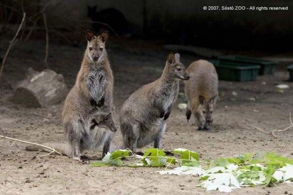 Gyermekáldás a Zsebi családban!