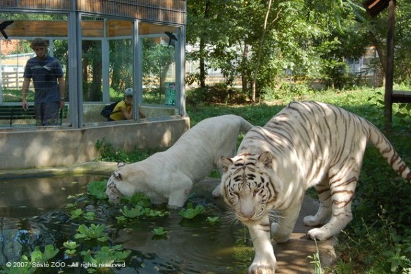 Férjhez adtuk Hópelyhet, a fehér tigris lányt!
