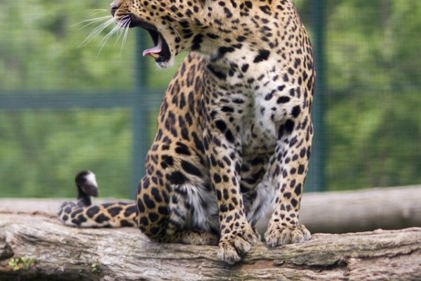 Menyasszony érkezett Grófhoz, az afrikai leopárdhoz!