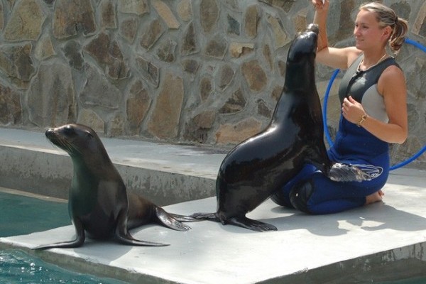 Megérkezett Alf, a Nyíregyházi Állatpark 3. oroszlánfókája!