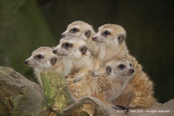 Újra láthatók szurikáták állatparkunkban!