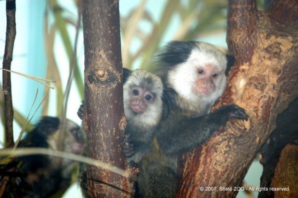 Újabb gyermekáldás a fehérarcú selyemmajom családban!