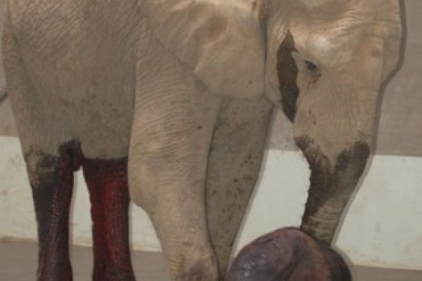 Először született afrikai elefánt Magyarországon!