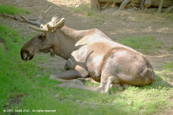 Már látható a világ legnagyobb termetű szarvas faja a Nyíregyházi Állatparkban!