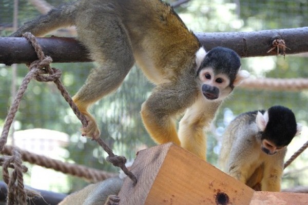 Bolíviai mókusmajmok érkeztek az Állatparkba!