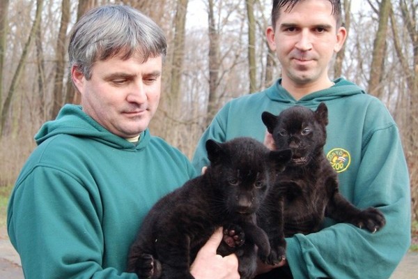 6 hetesek a Nyíregyházi Állatpark jaguárkölykei!