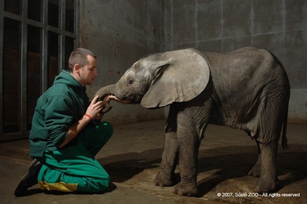 Szépen gyarapodik a kis ormányos!