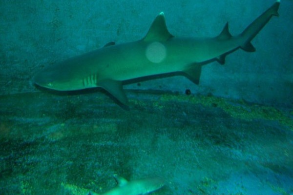 Fehérfoltú szirtcápa született!