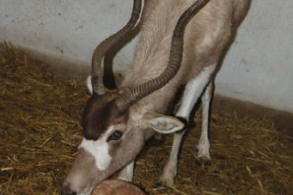 Megszületett 2008 első aprósága!