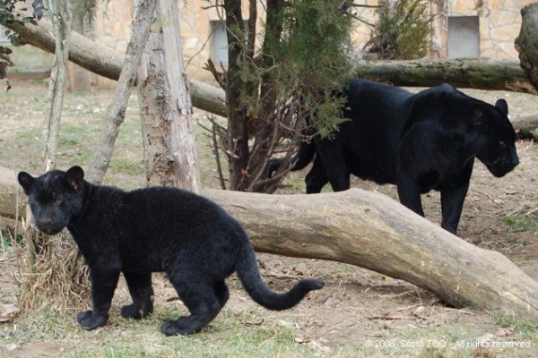 Már láthatóak a kis fekete jaguárok!