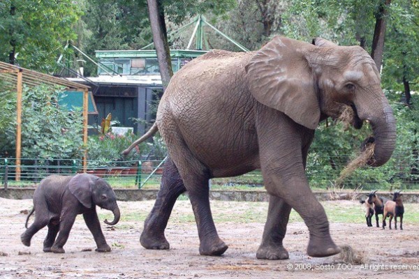 Nevet kapott a kis elefánt!