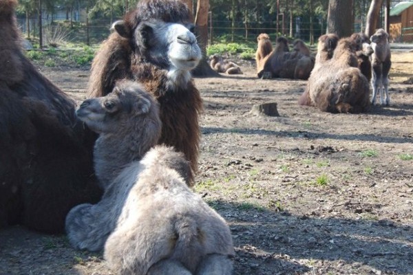 Kétpúpú tevelányok születtek!