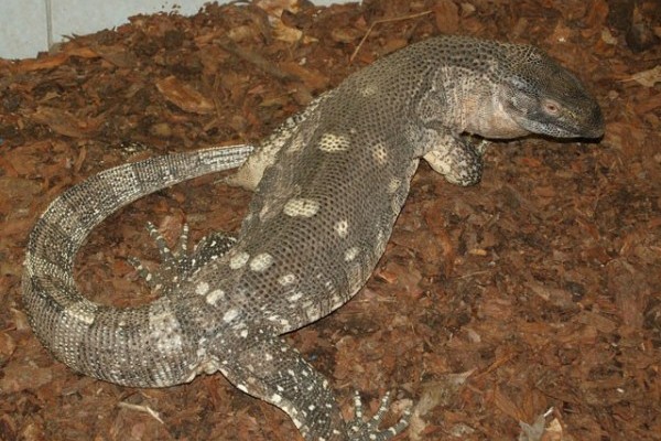 Fehértorkú varánusz (Varanus albigularis) érkezett!