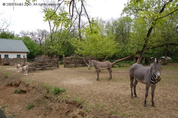 Újabb grevy zebra érkezett!