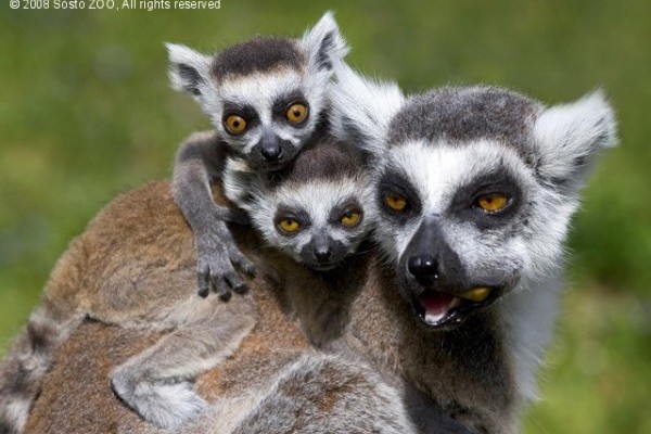 Katta bébik születtek a Nyíregyházi Állatparkban!