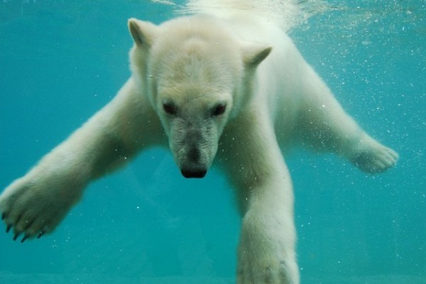 Egyre mozgalmasabb az élet a jegesmedve kifutóban!