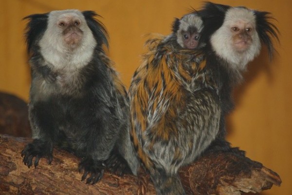 Hármasikrek a  Nyíregyházi Állatparkban!