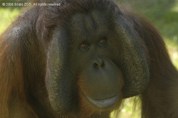 Jago elköltözött Nyíregyházáról