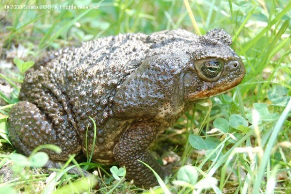 Újra megnyílt a FÉLELEM HÁZA!