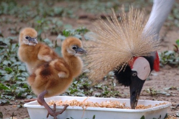 Koronásdaru fiókák a SóstóZOO-ban!