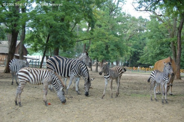 Zebracsikók születtek a Nyíregyházi Állatpark afrika panorámájában!