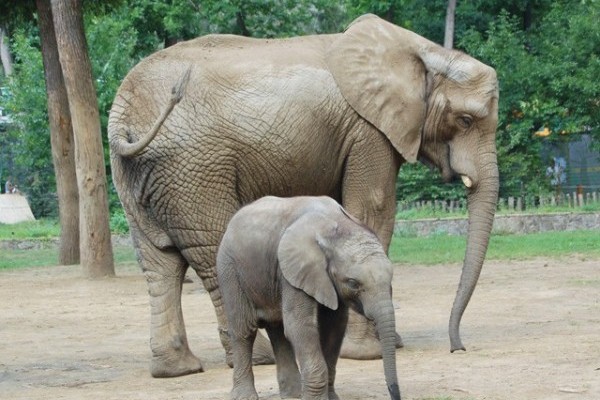 1 éves lesz Magyarország első afrikai elefántborja!