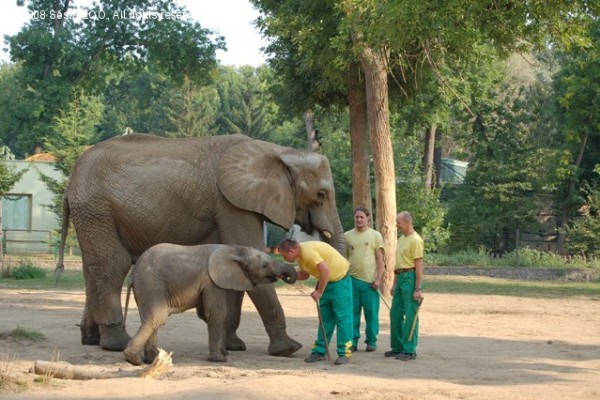 1 éves lett Magyarország első afrikai elefántborja!