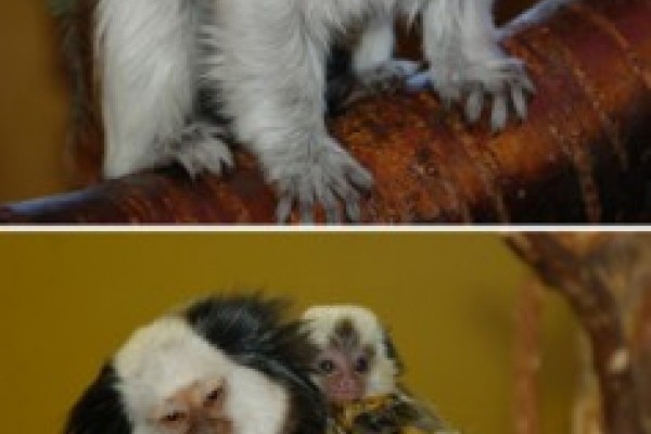 Selyemmajmok születtek  Állatparkunkban!