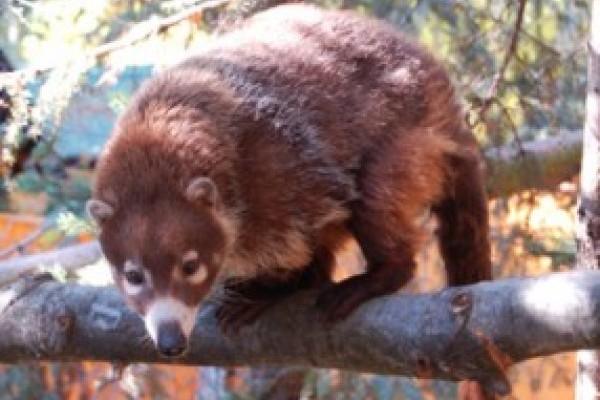 Új kifutók a Dél-Amerika élővilágát bemutató területen