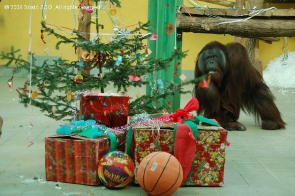Majomkarácsony