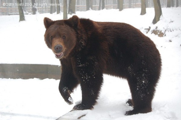 Gyertek február 2-án medve lesre!