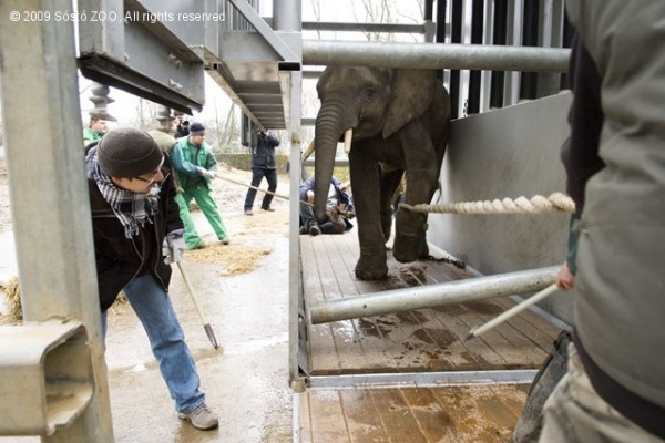 Elefánt szállítás