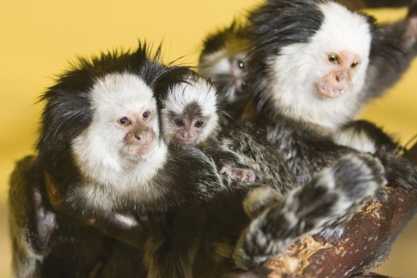 Hármasikrek a fehérarcú selyemmajom családban!