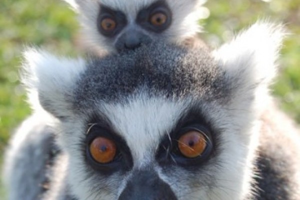 Gyűrűsfarkú makik születtek a Madagaszkár kifutóban!