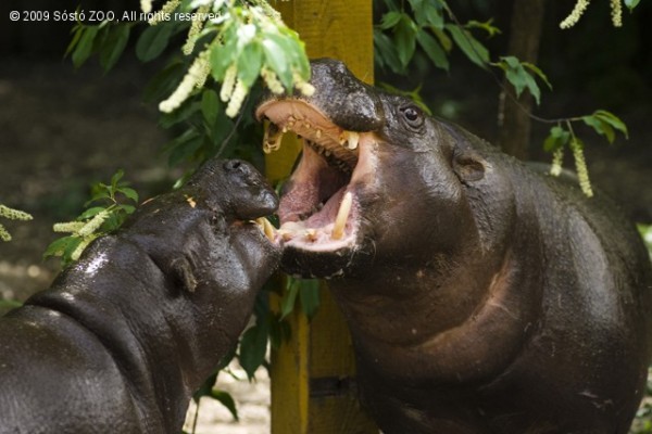 Megérkezett Hamlet, a dán törpevíziló