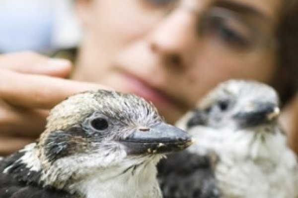 Először költöttek a kokaburák a Nyíregyházi Állatparkban!