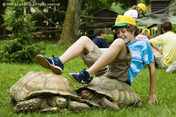 2010. május 3-tól lehet jelentkezni a ZOO-SULIba!