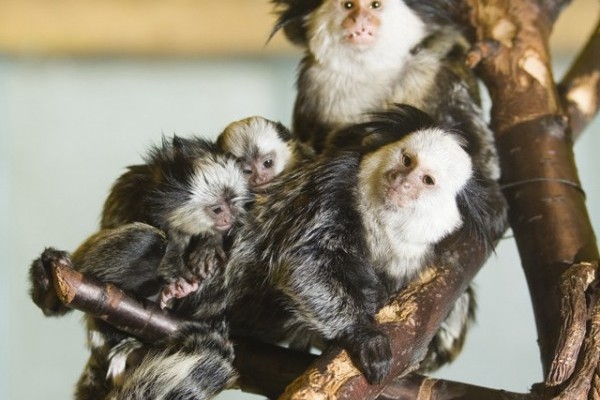 Ismét ikrek születtek  a fehérarcú selyemmajom családban!