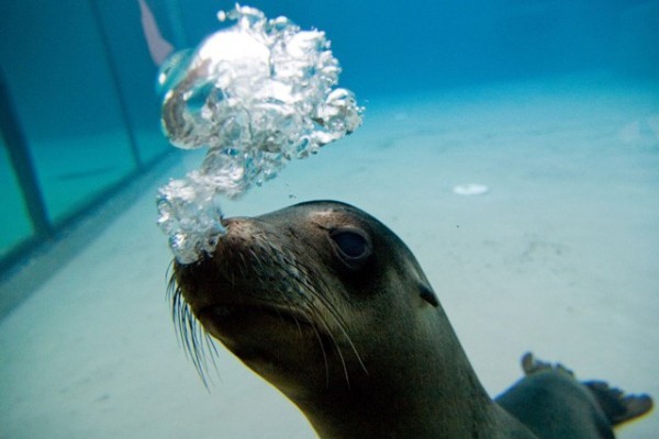 Október 4-én, az állatok világnapján Családi nap az Állatparkban!